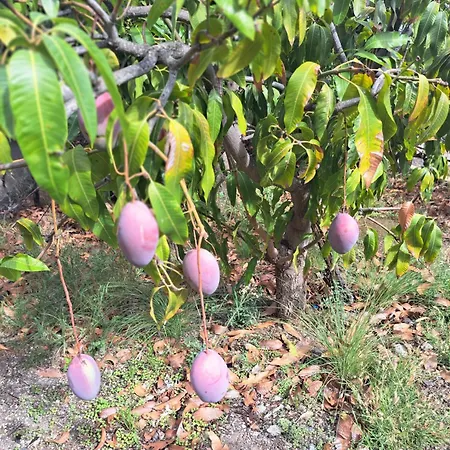 El Jardin De Valle De * Guimar