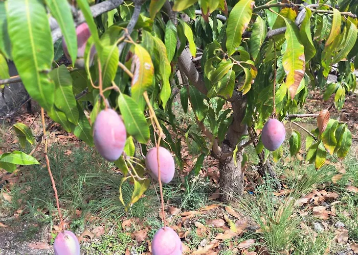 El Jardin De Valle De * Güimar